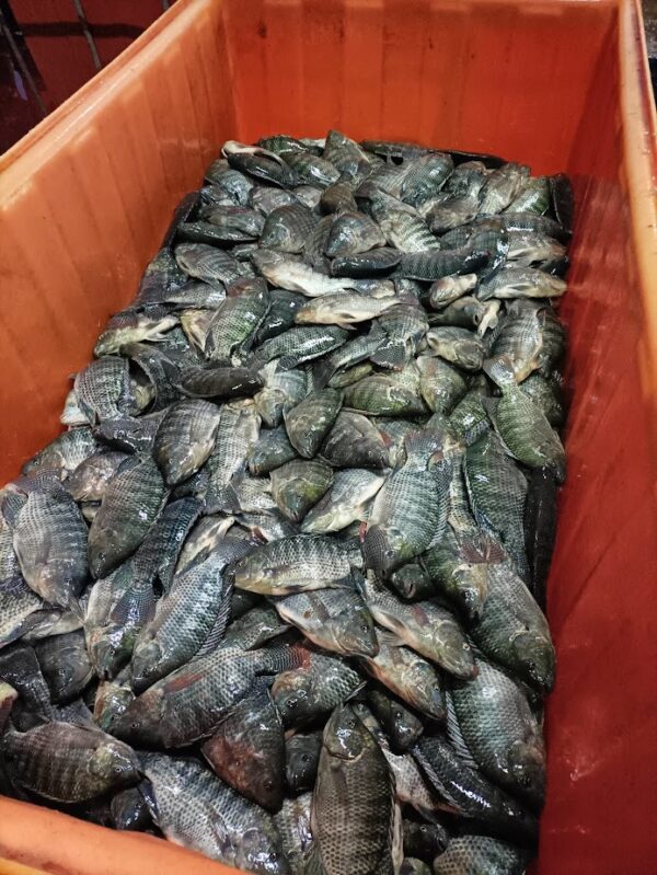 Alimento Extruido Peces Tilapia Bagre 3.5mm (25-5) Ad 20kg - Imagen 3
